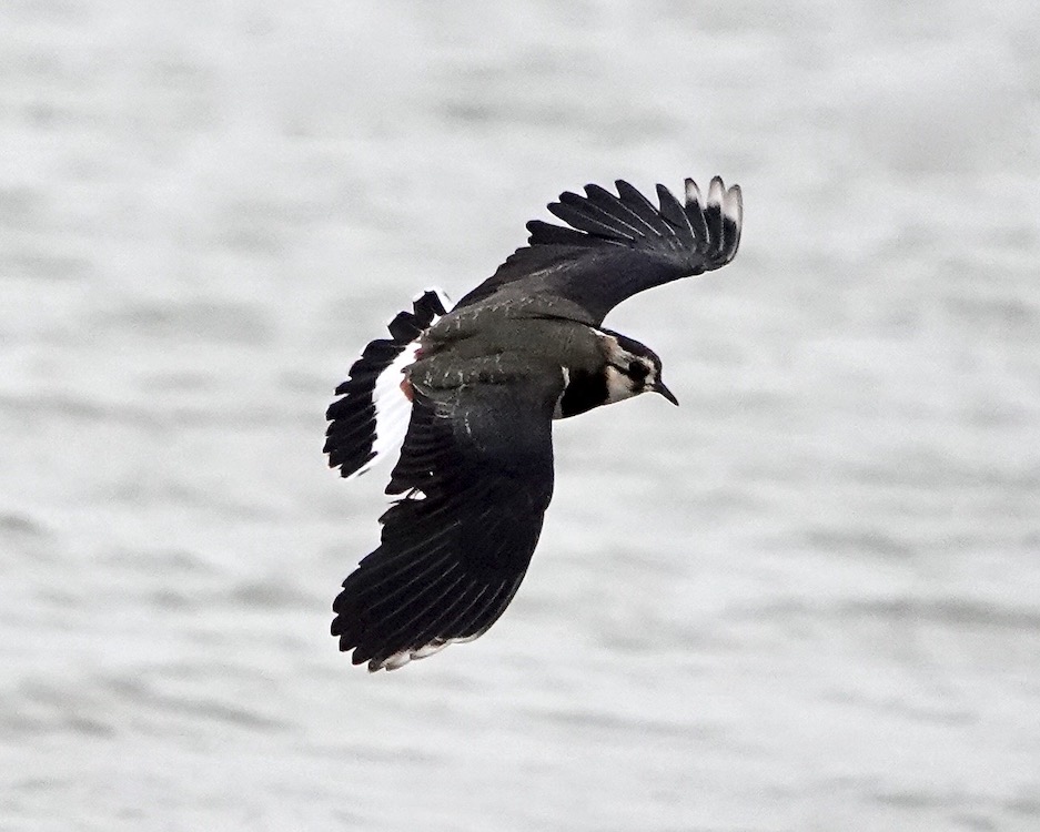 lapwing